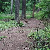 Review photo of Forest Road 7300 Pull-Off by Tre S., June 18, 2026