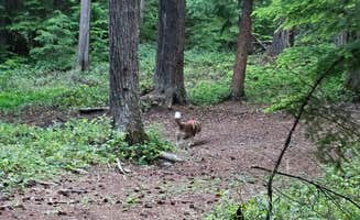 Tre S.'s photo of camping with pets at Forest Road 7300 Pull-Off near Goose Prairie, WA