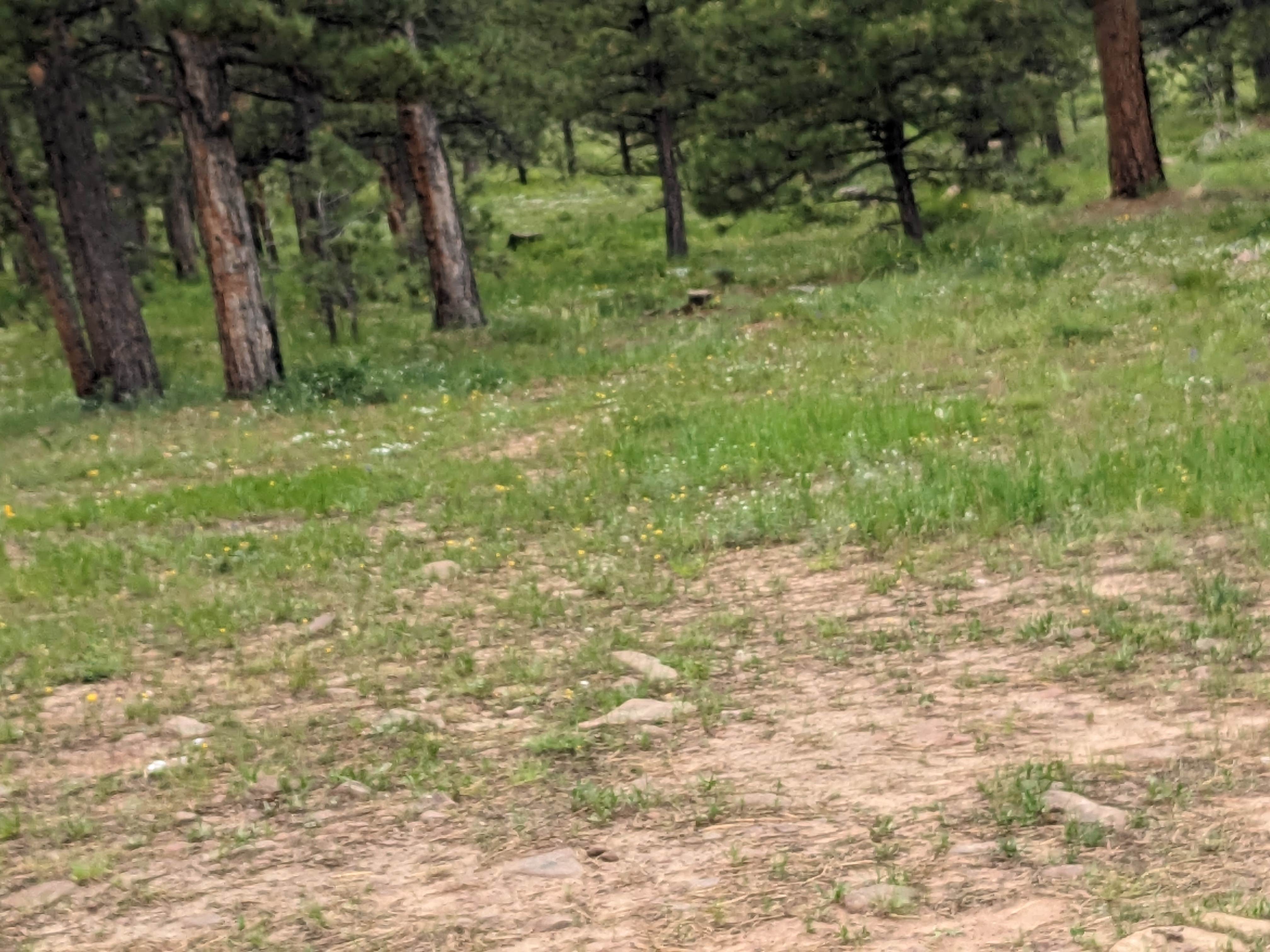 Camping near Utah Forest Road 13 Dispersed Camping: Forest Road #838 Dispersed Camping Area, Flaming Gorge, Utah