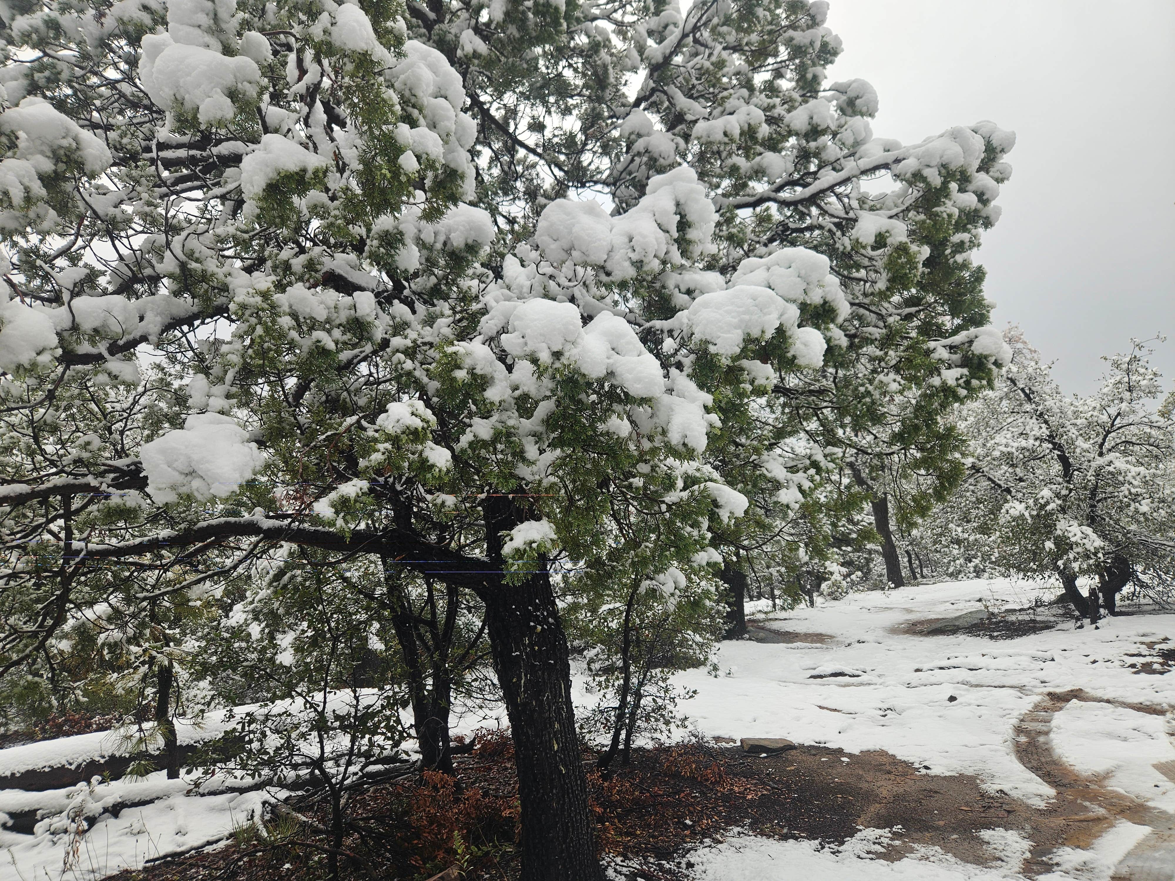 Camper-submitted photo at Forest Road 9365 - ROAD TEMPORARILY CLOSED near Strawberry, AZ