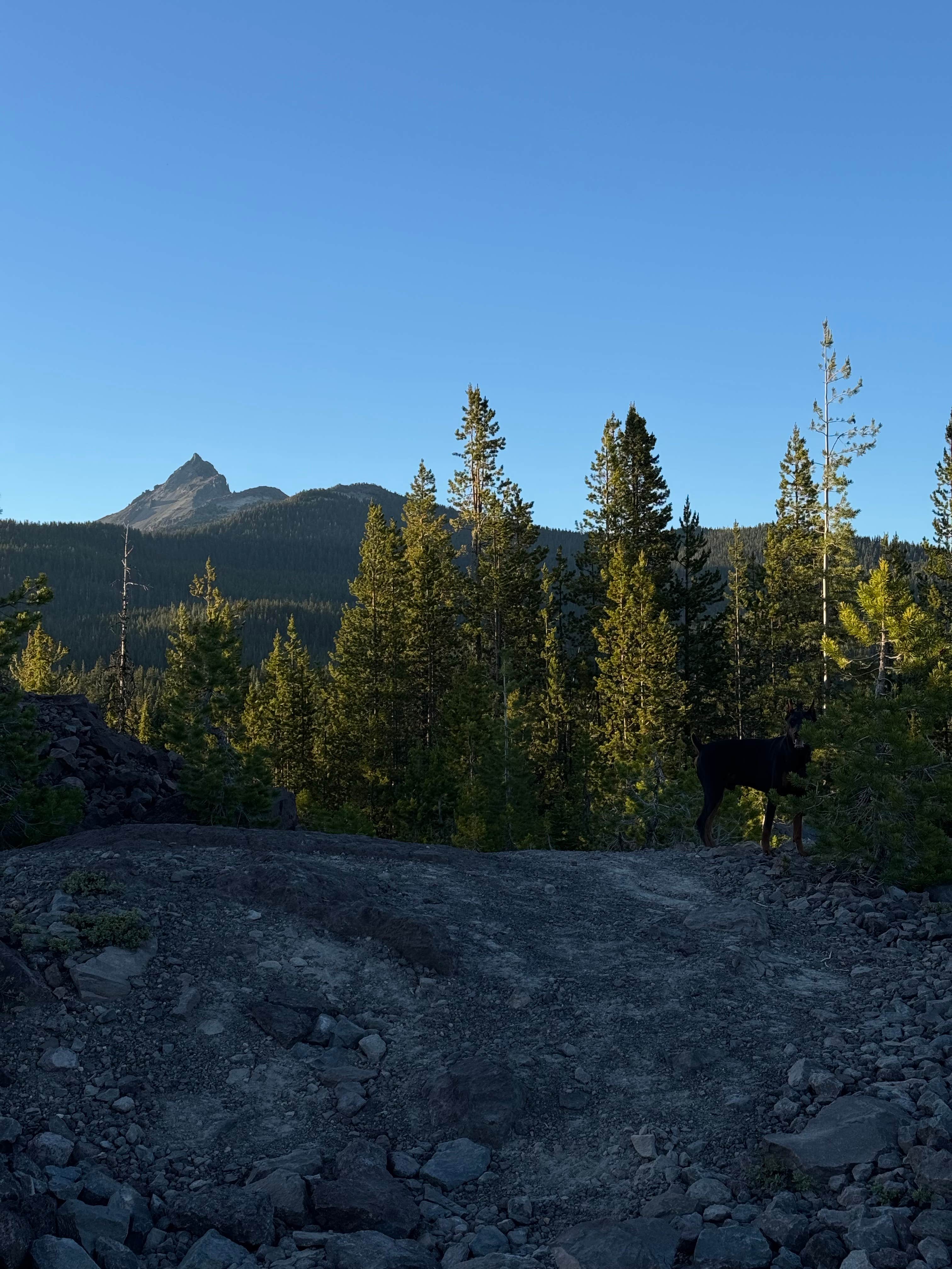 Maddie A.'s photo of camping with pets at Forest Road 960 by Pacific Crest Trail PCT near Diamond Lake, OR