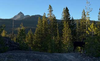 Maddie A.'s photo of camping with pets at Forest Road 960 by Pacific Crest Trail PCT near Chemult, OR