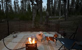 Josh W.'s photo of camping with pets at Forest Road 960 Campsite near Chemult, OR