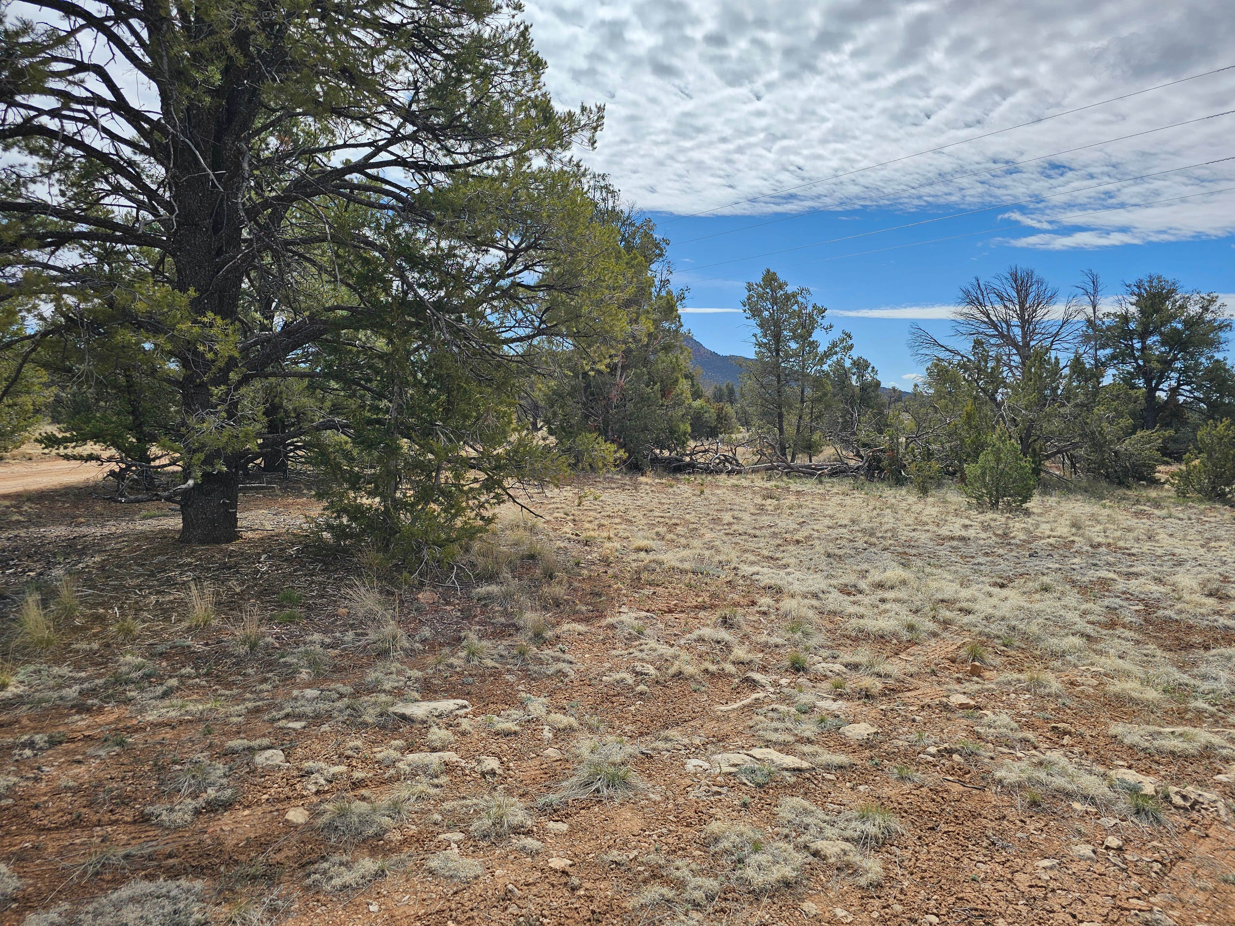 Camper submitted image from Old Grand Canyon Airport Forest Road - Dispersed Camping - 2