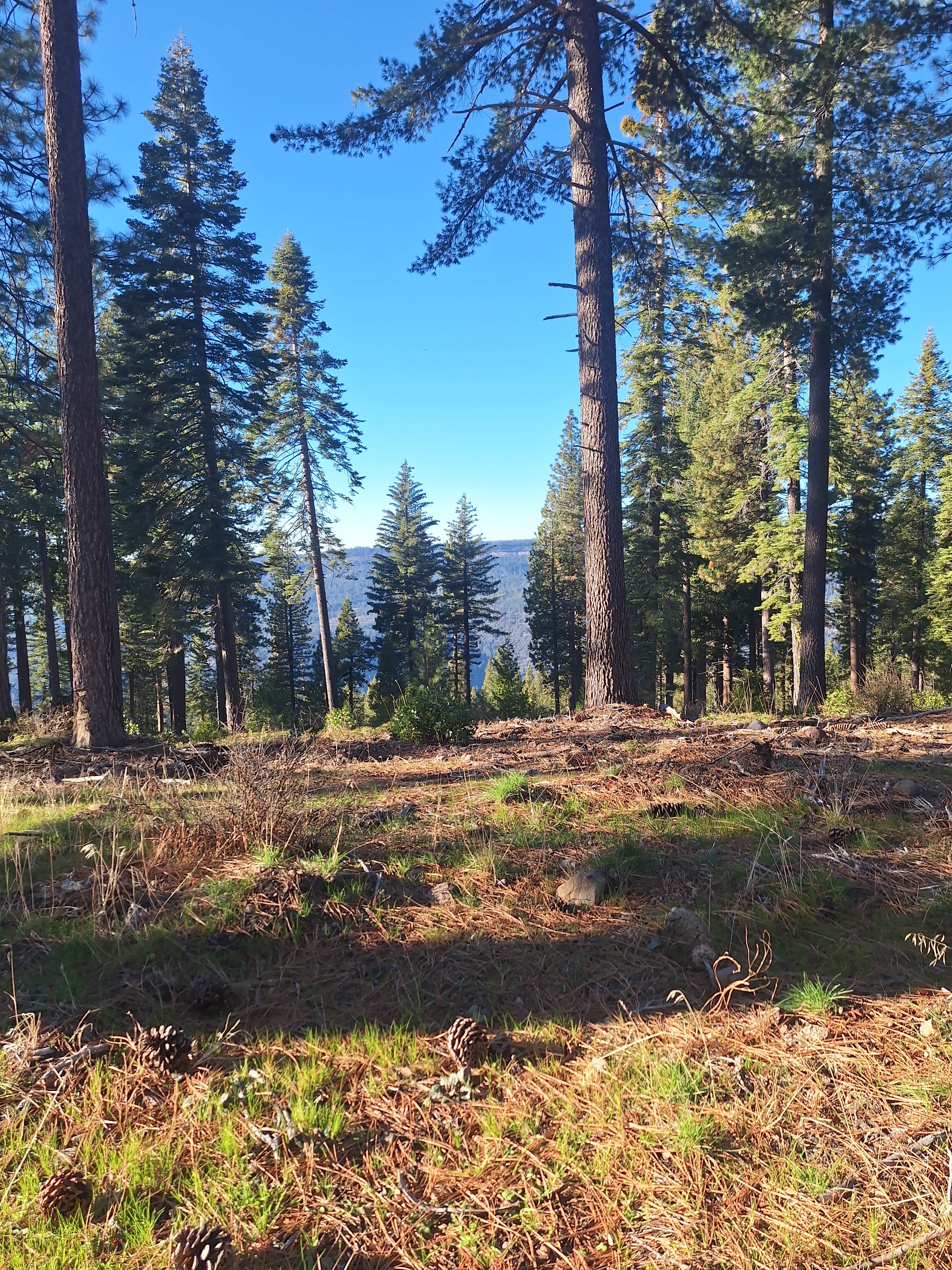 Camper submitted image from Forest Route 4N39 Dispersed - 1