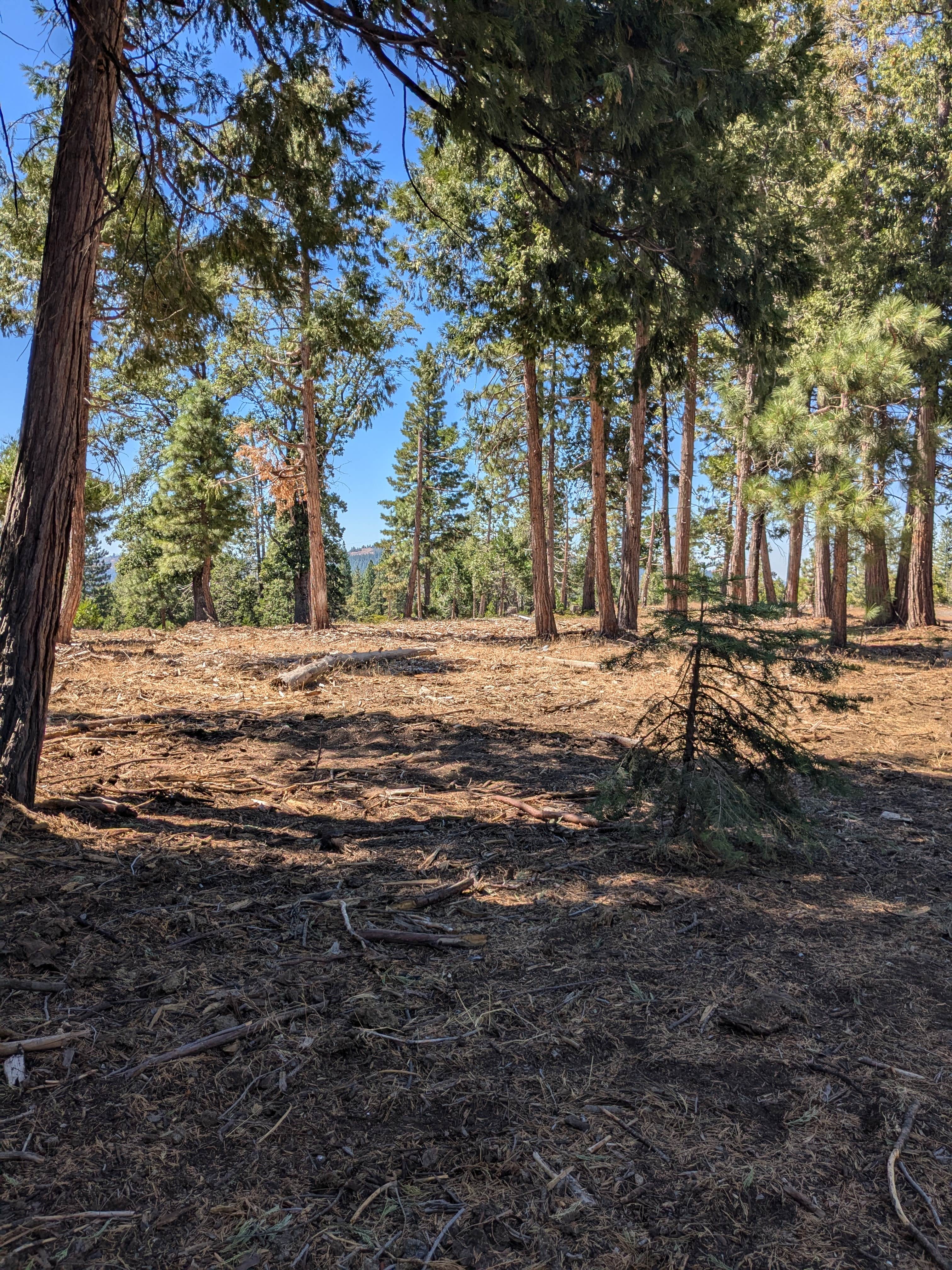Camper-submitted photo at Forest Route 4N39 Dispersed near Angels, CA