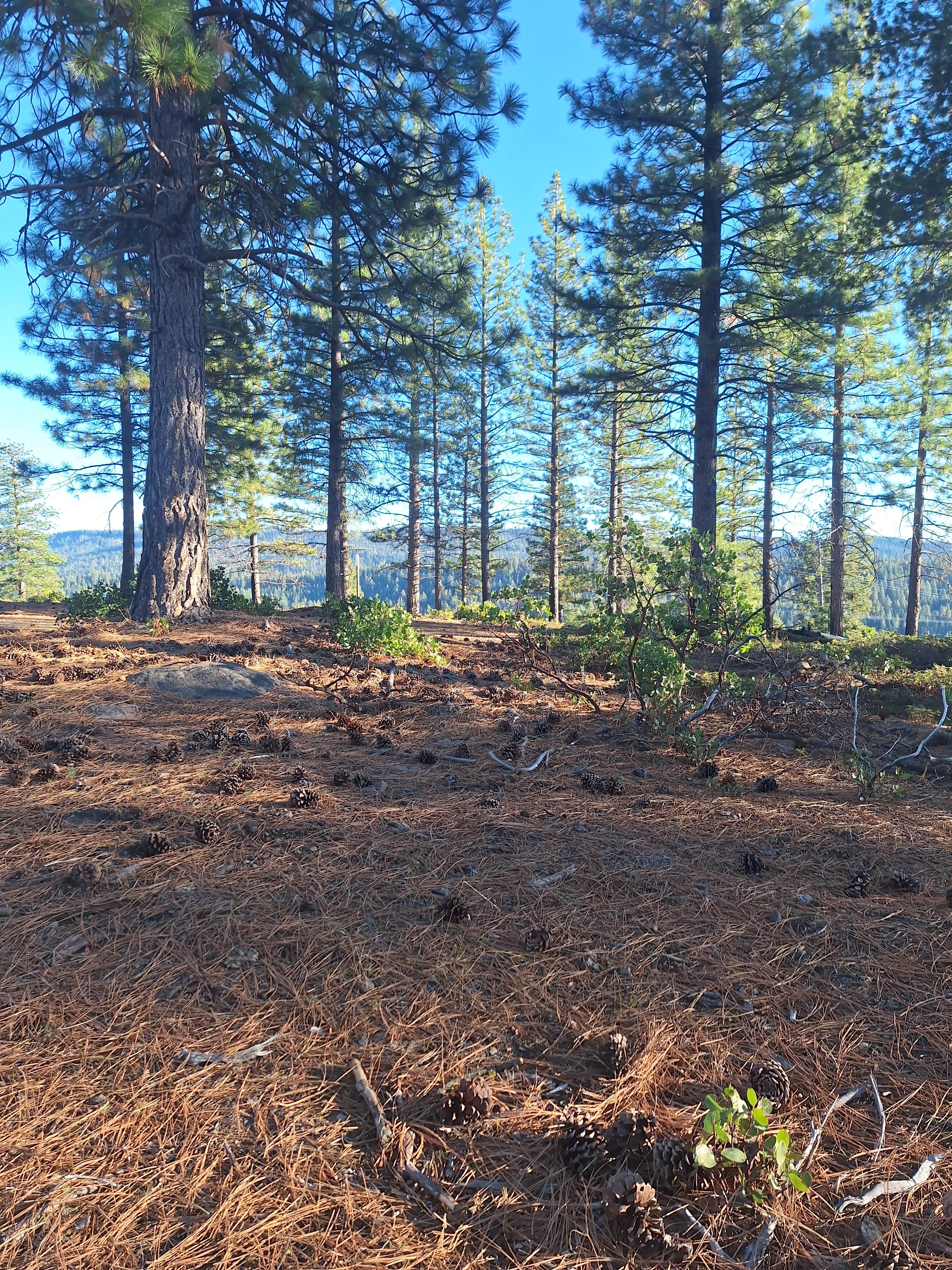 Camper submitted image from Forest Route 4N39 Dispersed - 4