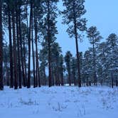 Review photo of Forest Service #225 Road Dispersed Camping by Erin S., April 6, 2024