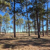 Review photo of Forest Service #225 Road Dispersed Camping by Kerry T., December 31, 2024