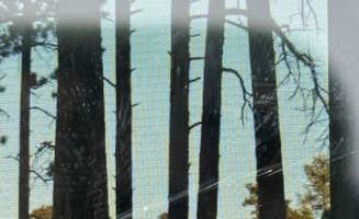 Momo H.'s photo of a dispersed camping area at Forest Service #247 Road Dispersed Camping near Jacob Lake, AZ