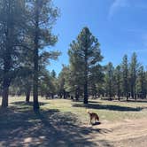 Review photo of Forest Service #247 Road Dispersed Camping by Kaydin D., March 29, 2026