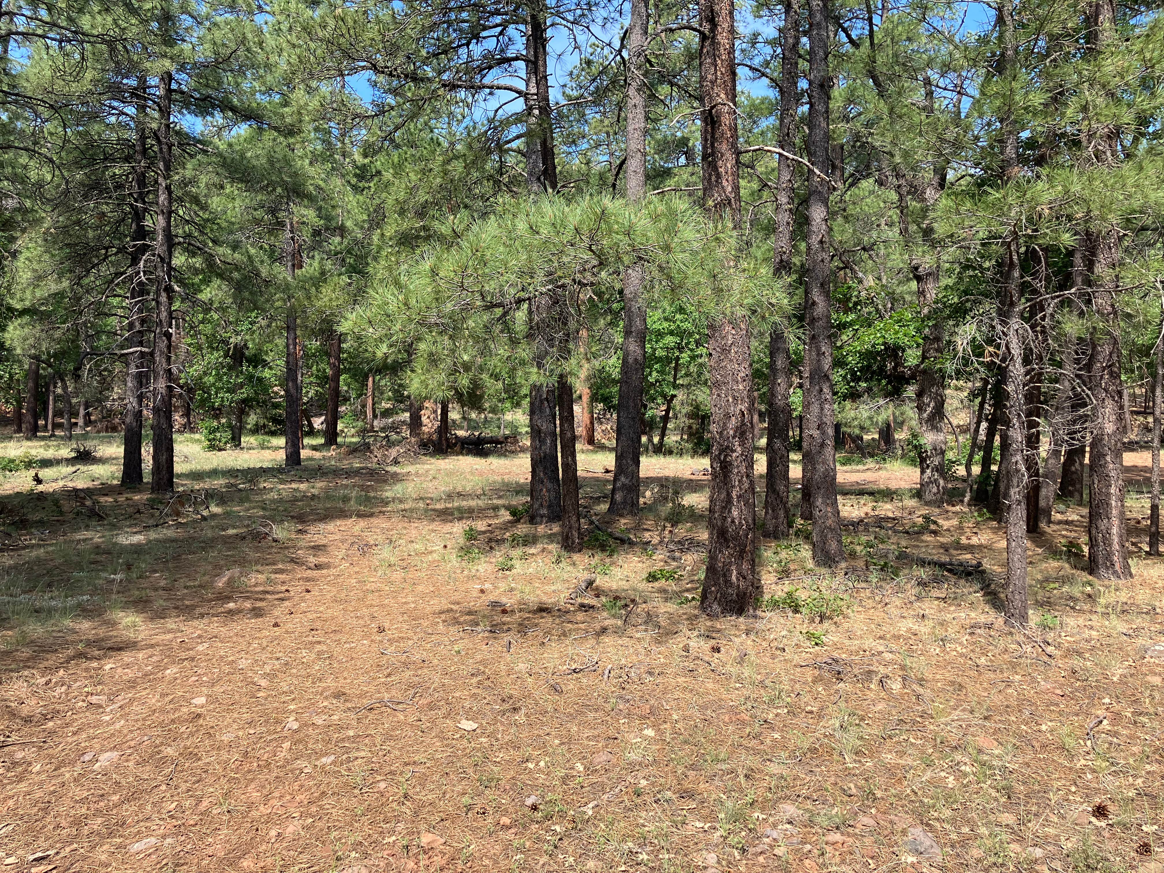 Camper-submitted photo at Forest Service Rd 253 Dispersed near Camp Verde, AZ