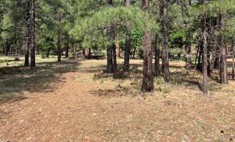 Camping near Manzanita Campground: Forest Service Rd 253 Dispersed , Munds Park, Arizona