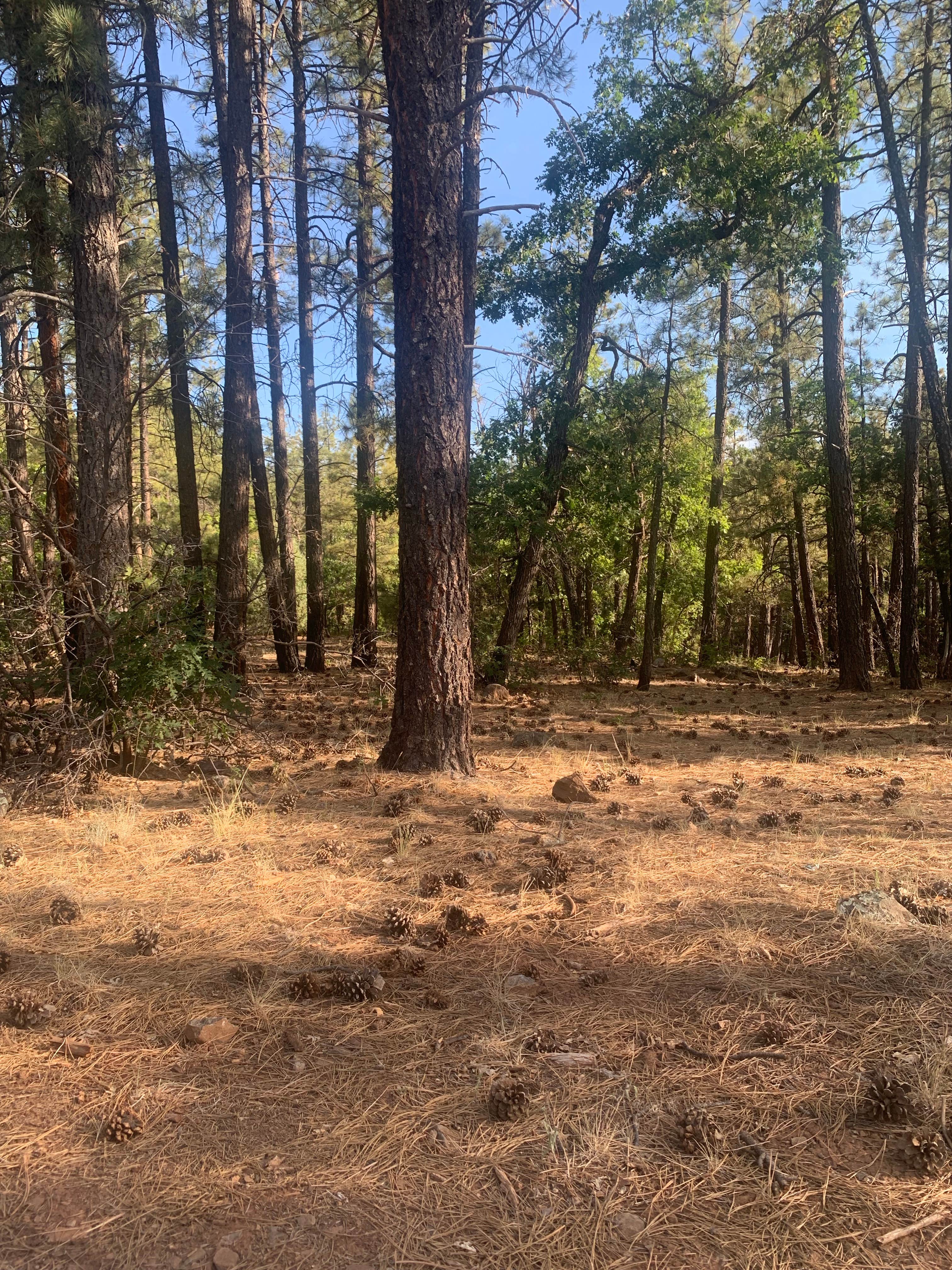 Camper-submitted photo at Forest Service Rd 253 Dispersed near Camp Verde, AZ