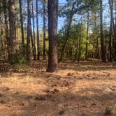 Review photo of Forest Service Rd 253 Dispersed by Helen F., August 20, 2025