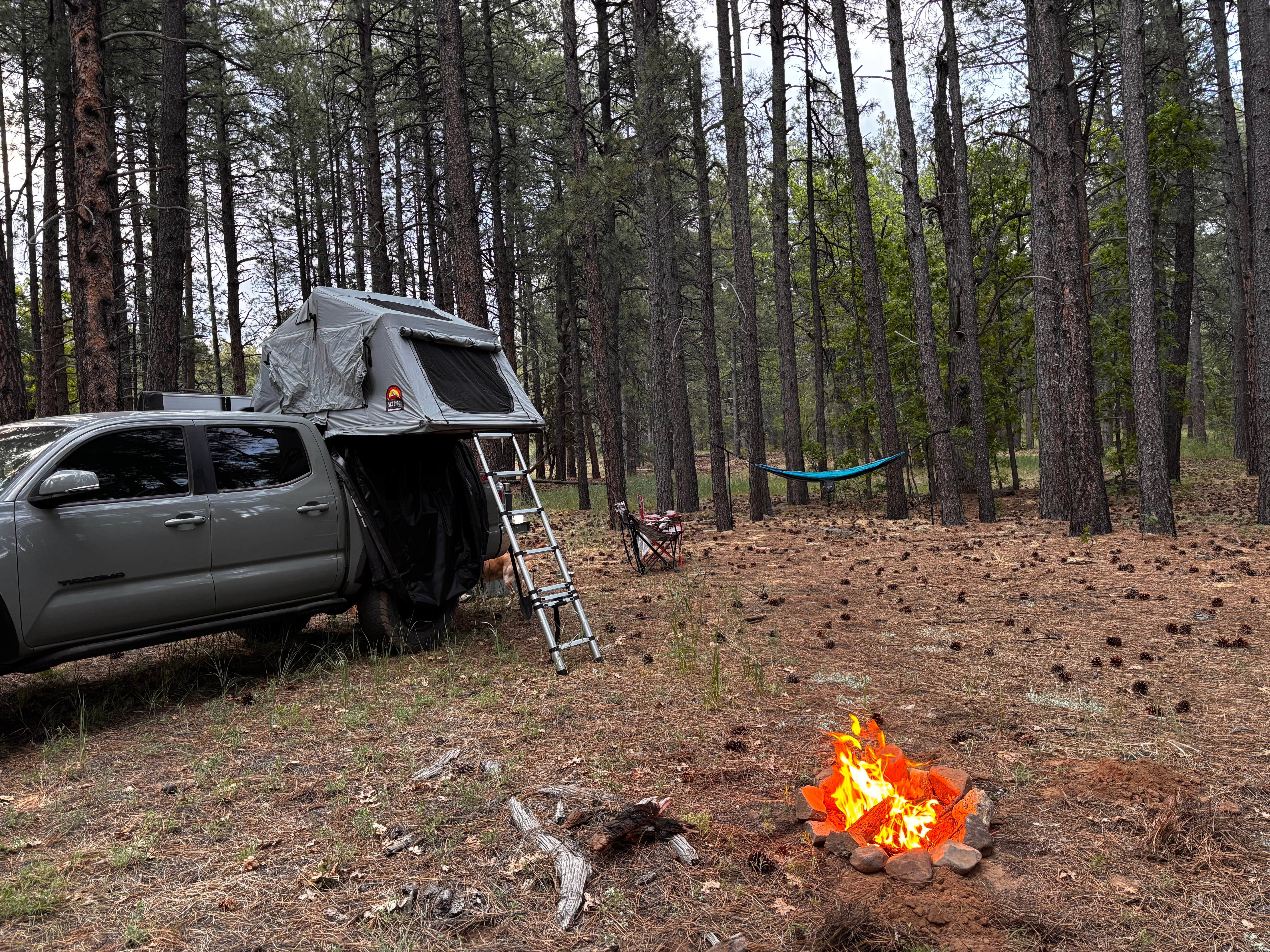 Camper submitted image from Forest Service Rd 253 Dispersed - 1