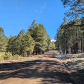 Review photo of Forest Service Road 245 by Vidalia S., March 11, 2026