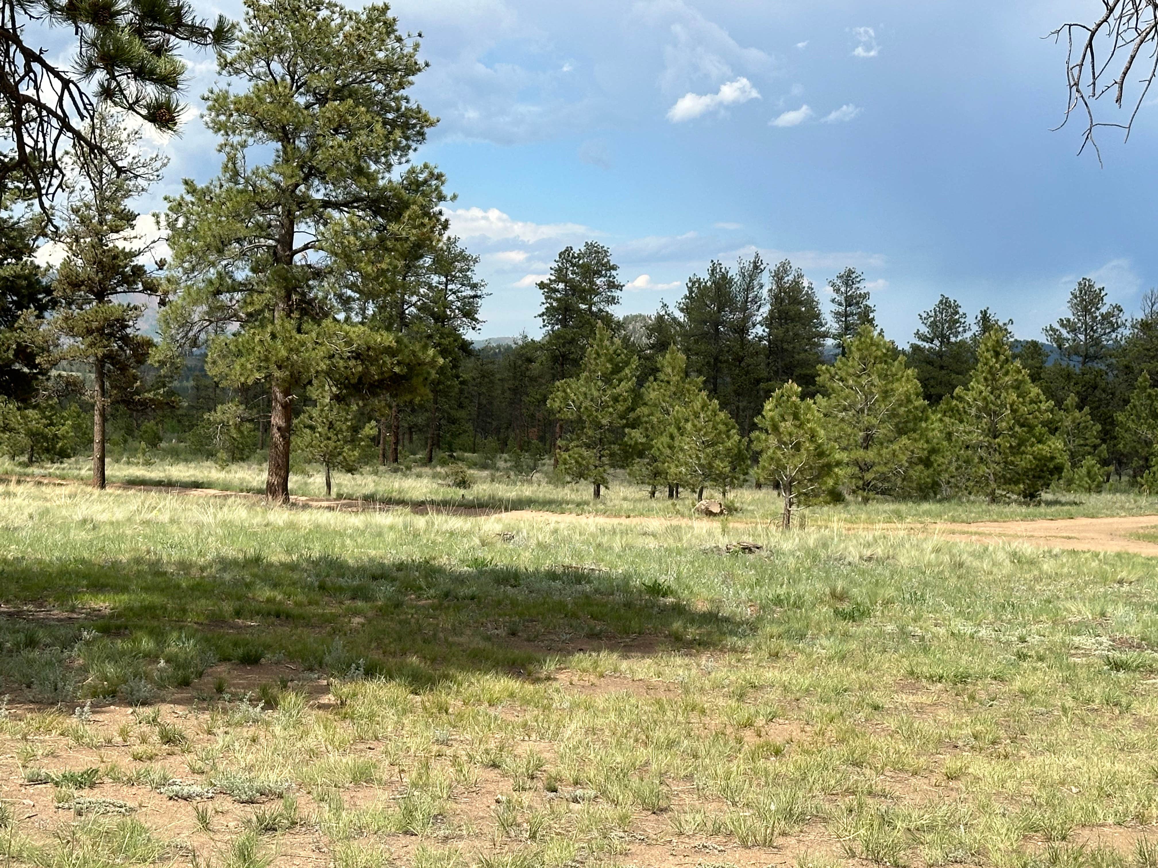 Camper-submitted photo at Forest Service Road 250 Dispersed near Lake George, CO