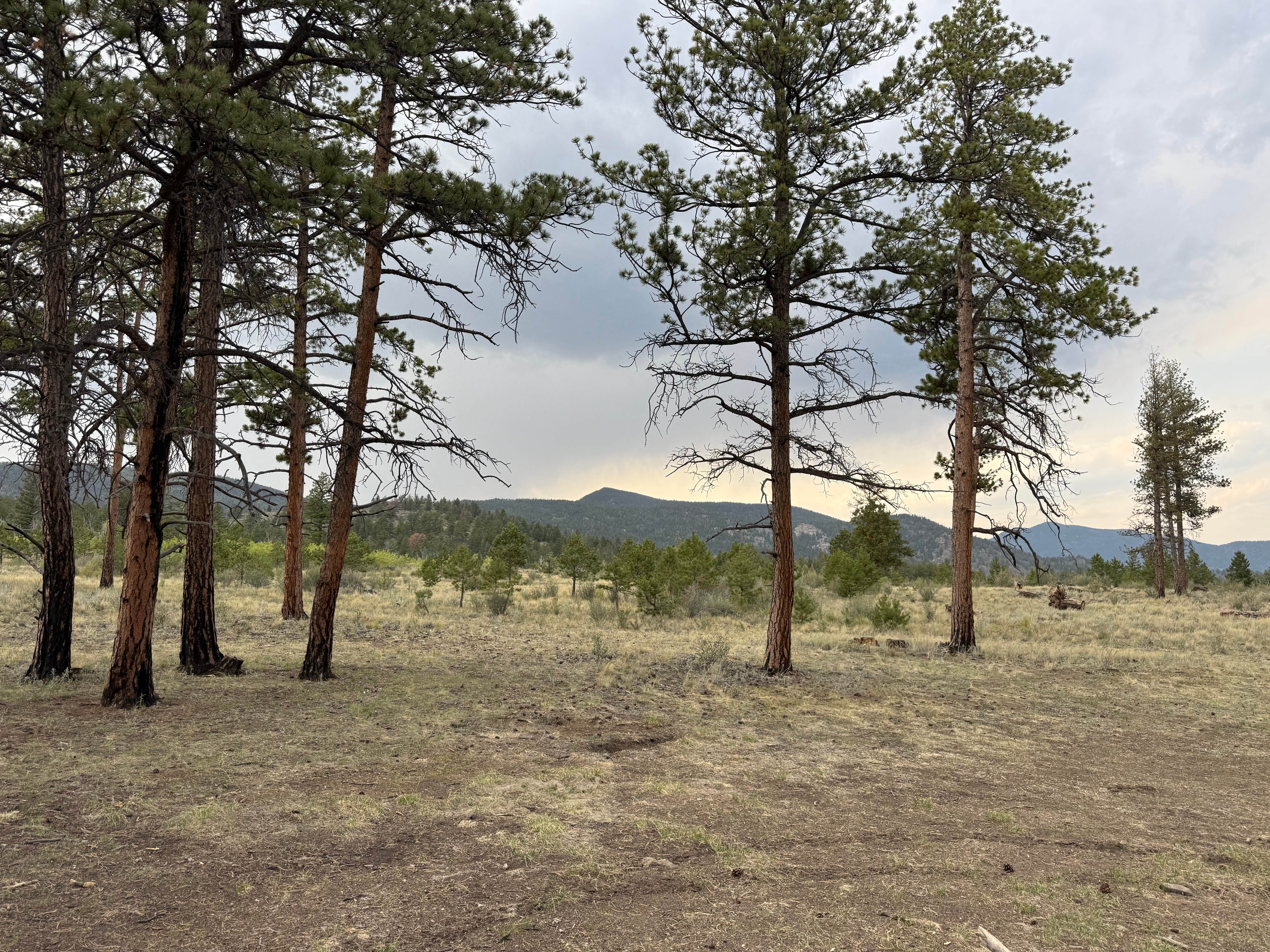 Camper-submitted photo at Forest Service Road 250 Dispersed near Lake George, CO