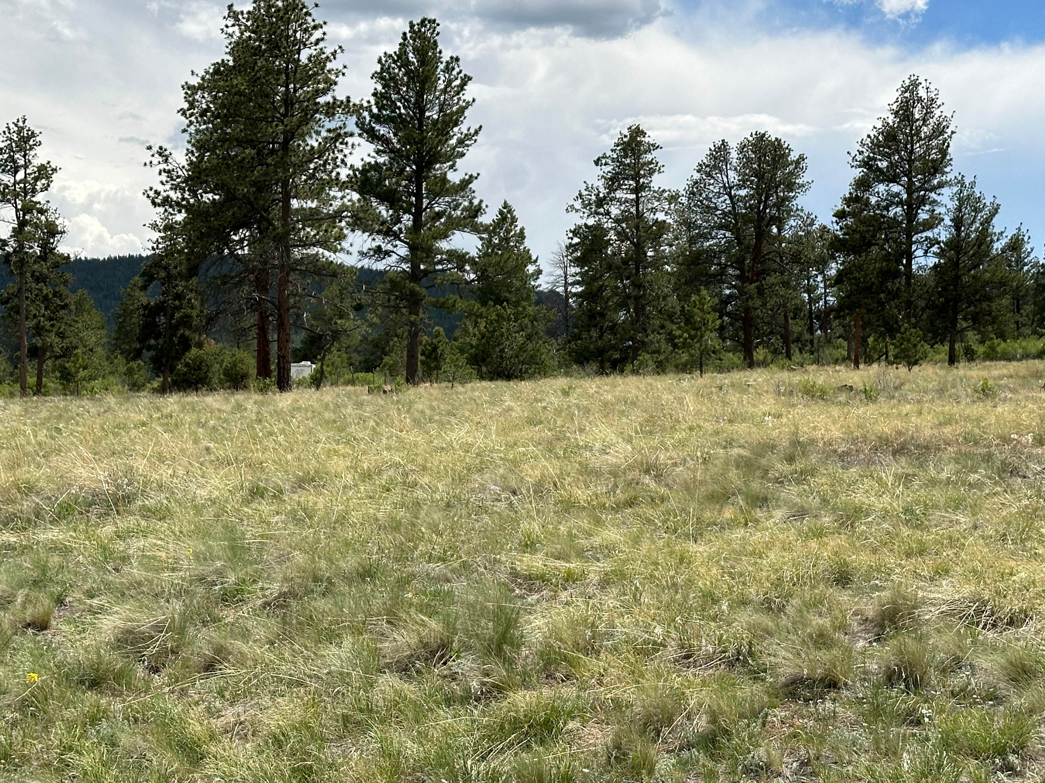 Camper-submitted photo at Forest Service Road 250 Dispersed near Guffey, CO