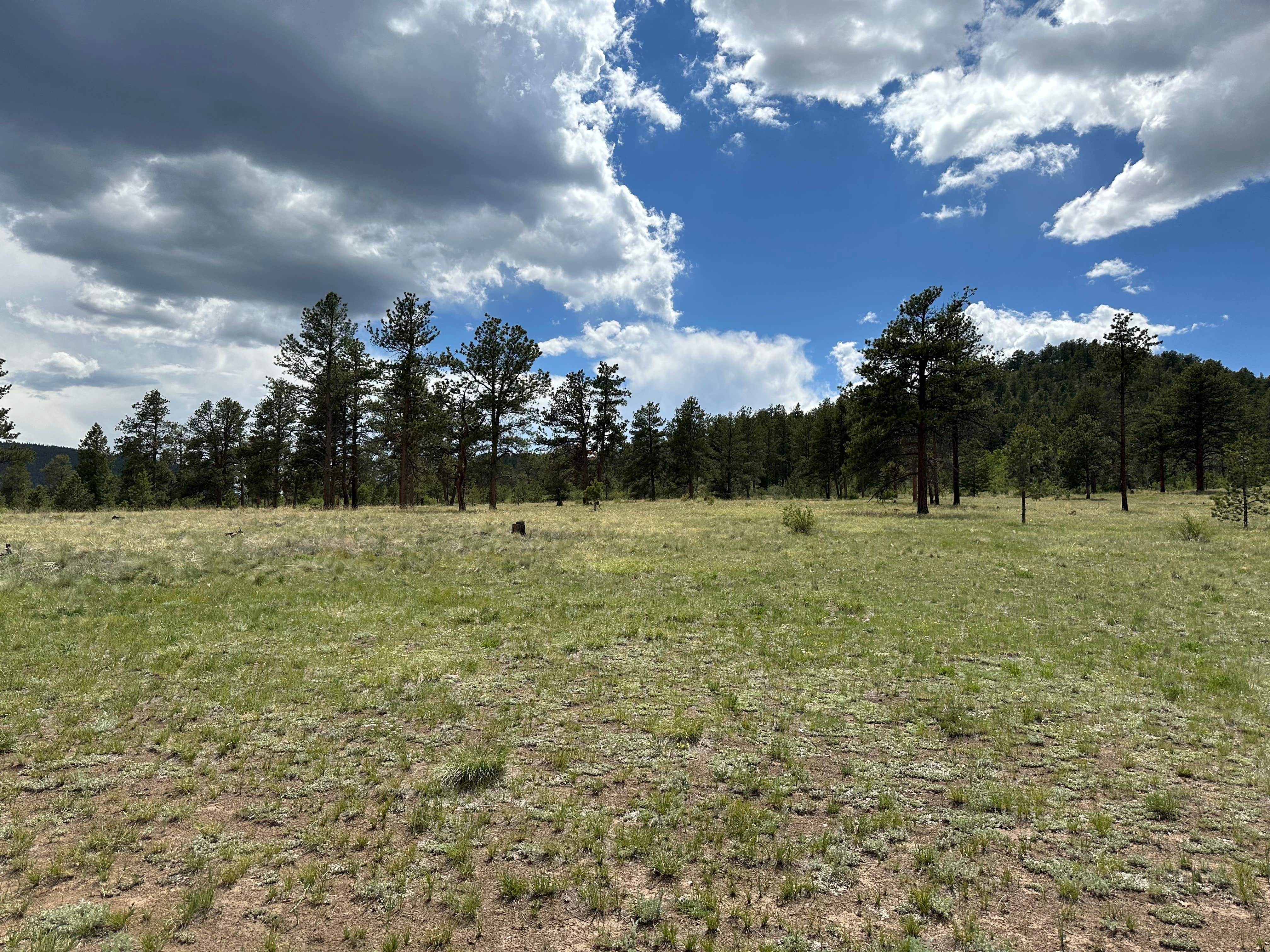 James P.'s photo of a dispersed camping area at Forest Service Road 250 Dispersed near Lake George, CO