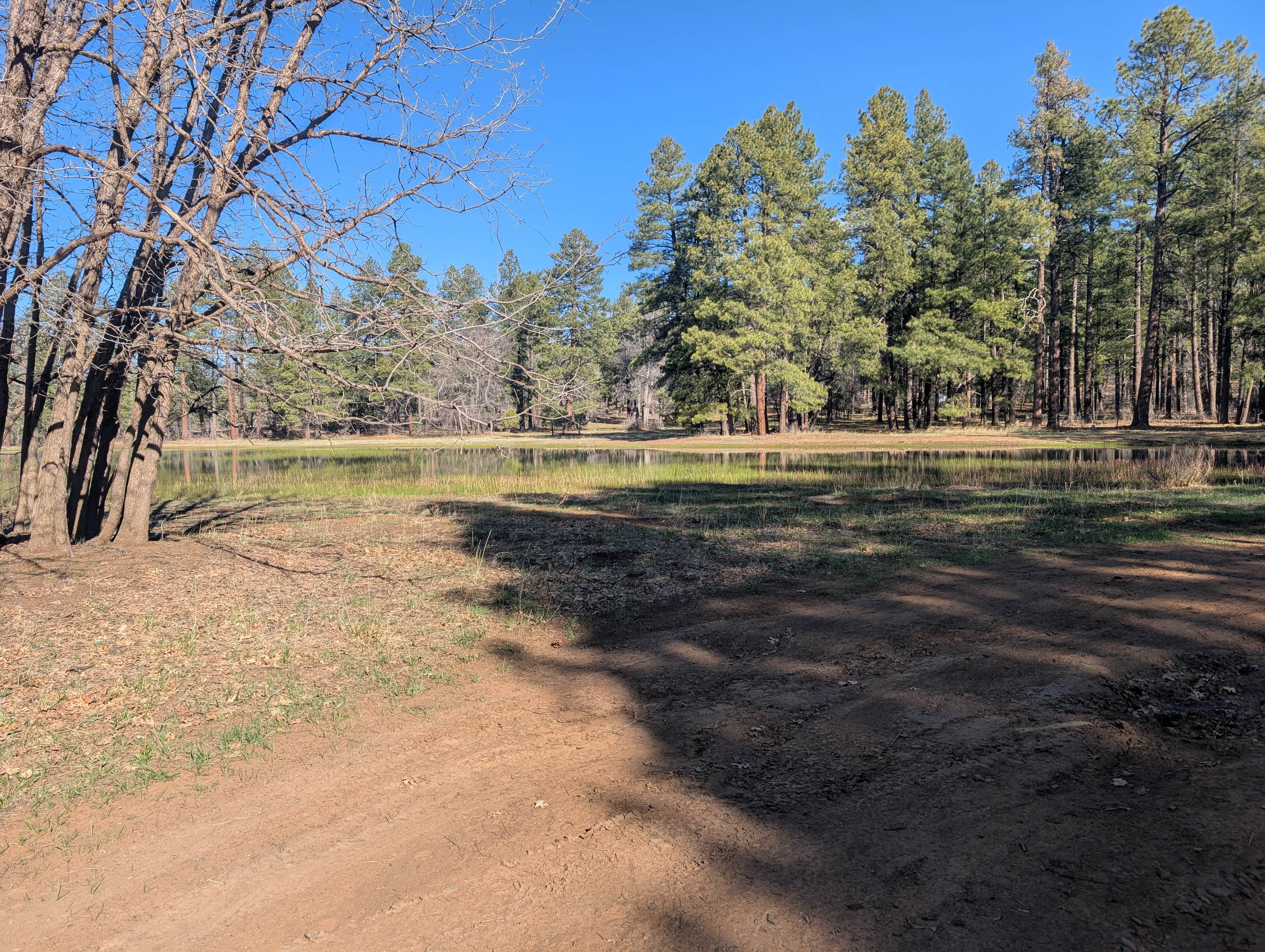 Camper submitted image from Forest Service Road 253 Dispersed - 2