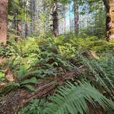 Review photo of Forest Service Road 29 Dispersed Camping Loop by Grant M., August 10, 2026