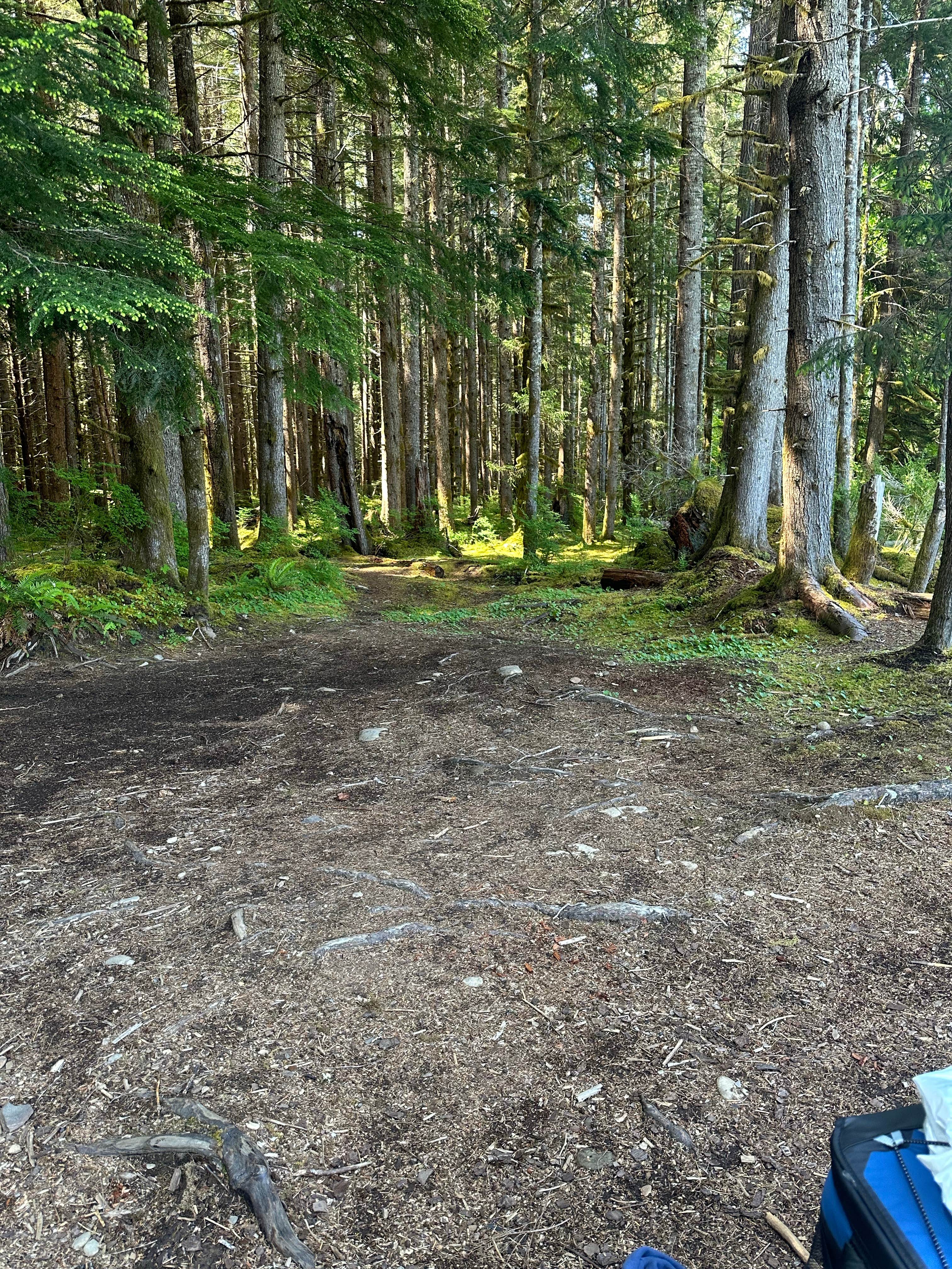 Camper-submitted photo at Forest Service Road 2918 Dispersed near Olympic National Park