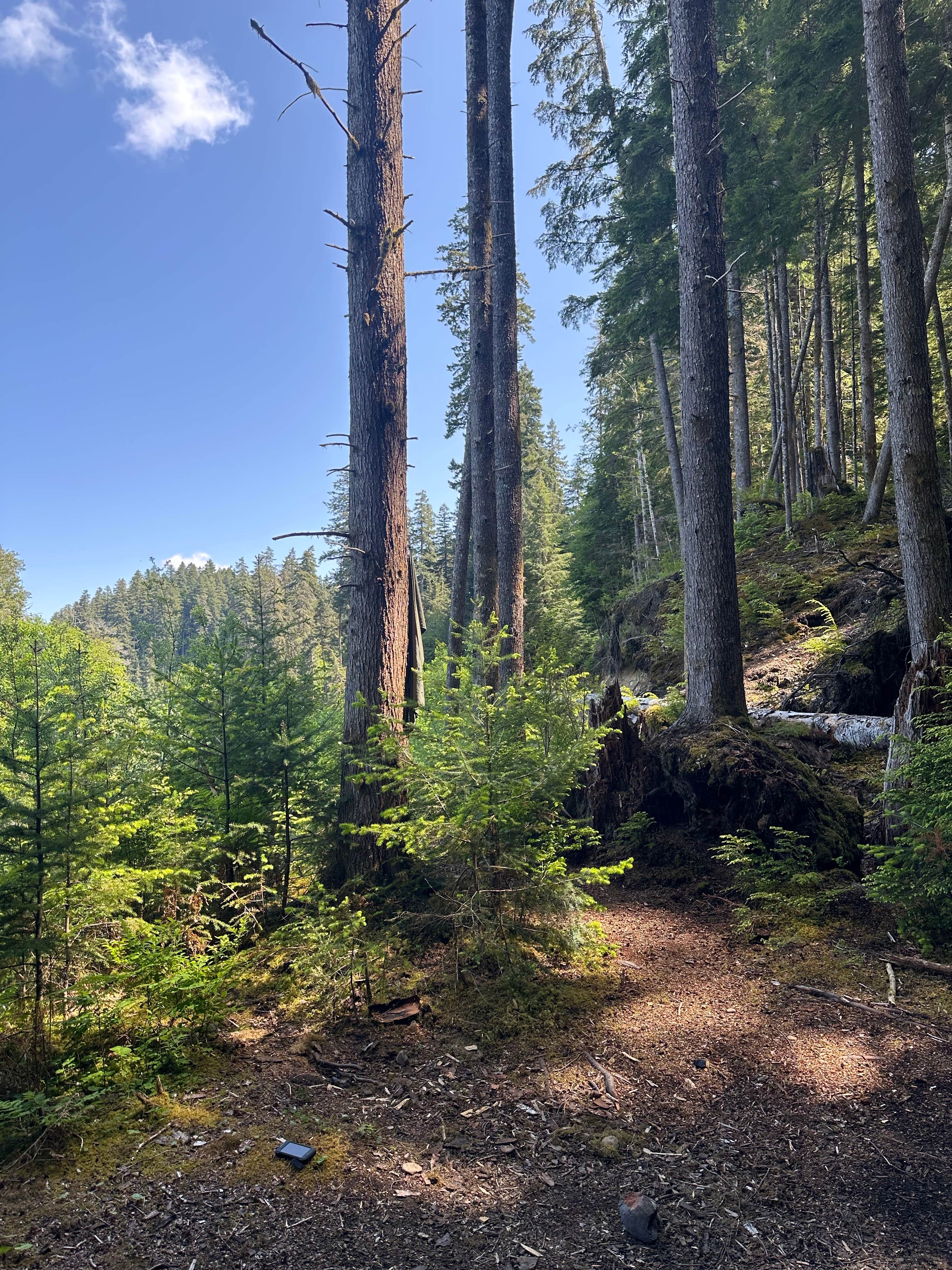 Camper-submitted photo at Forest Service Road 2918 Dispersed near Olympic National Park