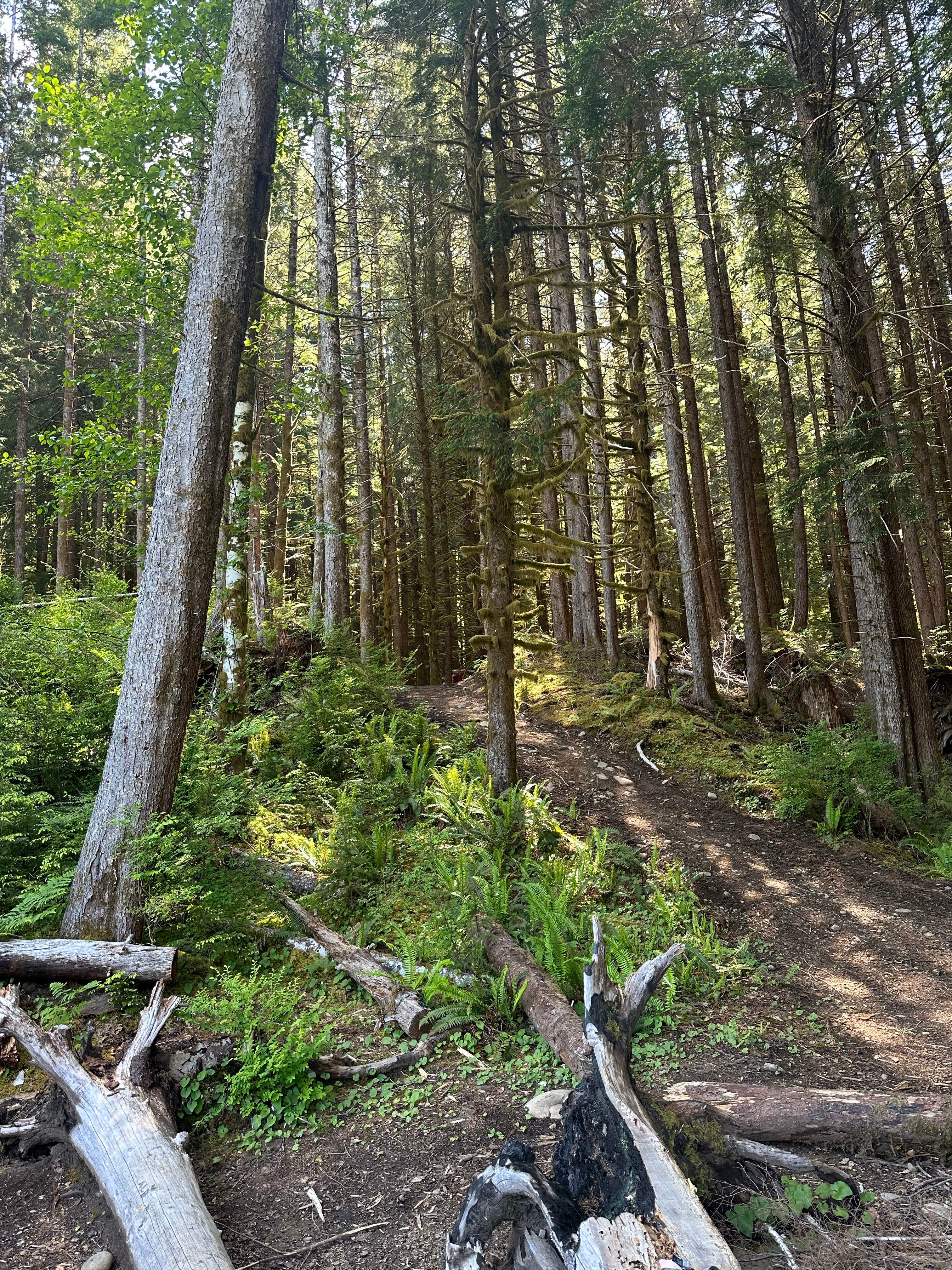 Camper-submitted photo at Forest Service Road 2918 Dispersed near Olympic National Park