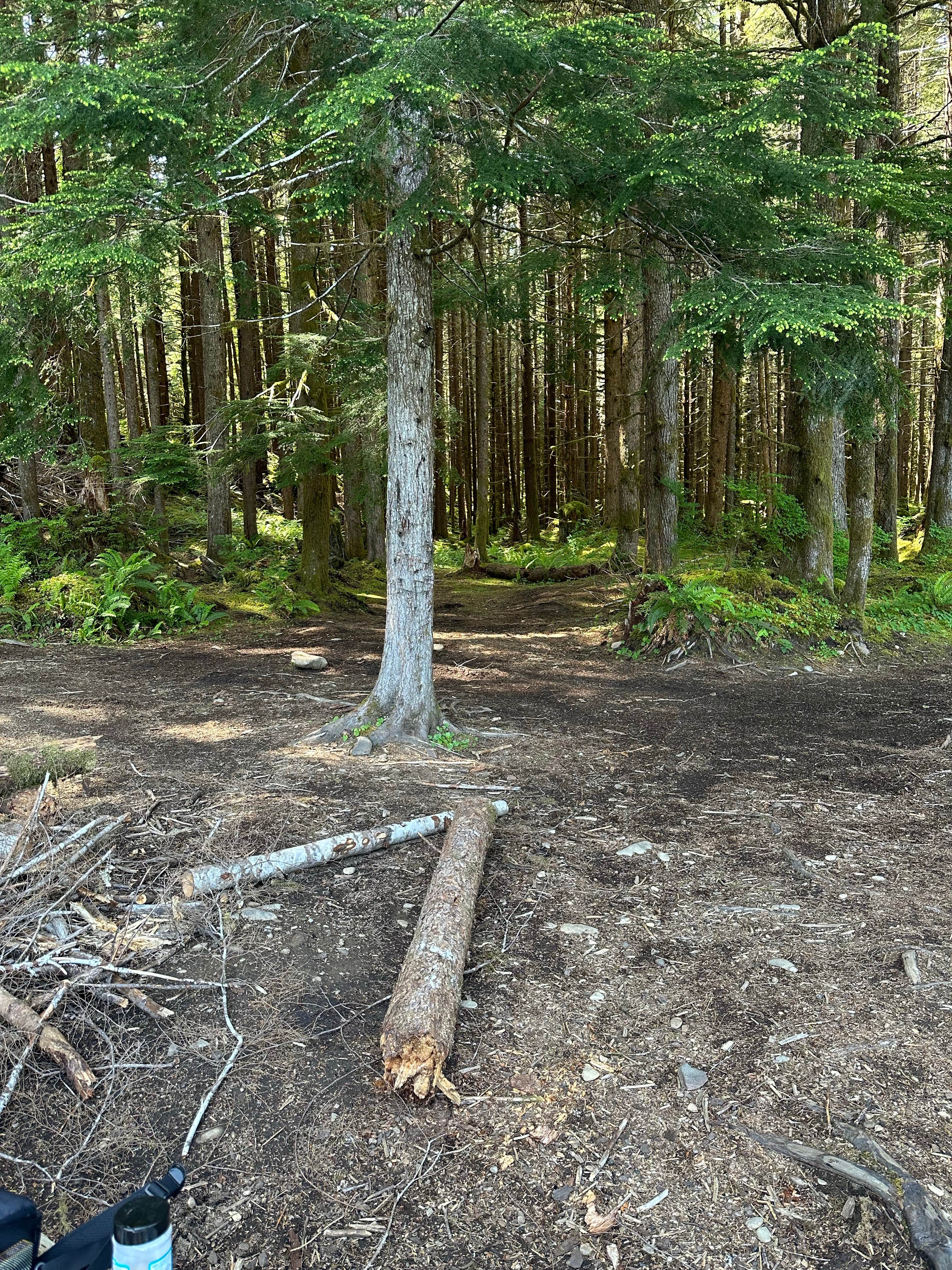 Camper-submitted photo at Forest Service Road 2918 Dispersed near Olympic National Park