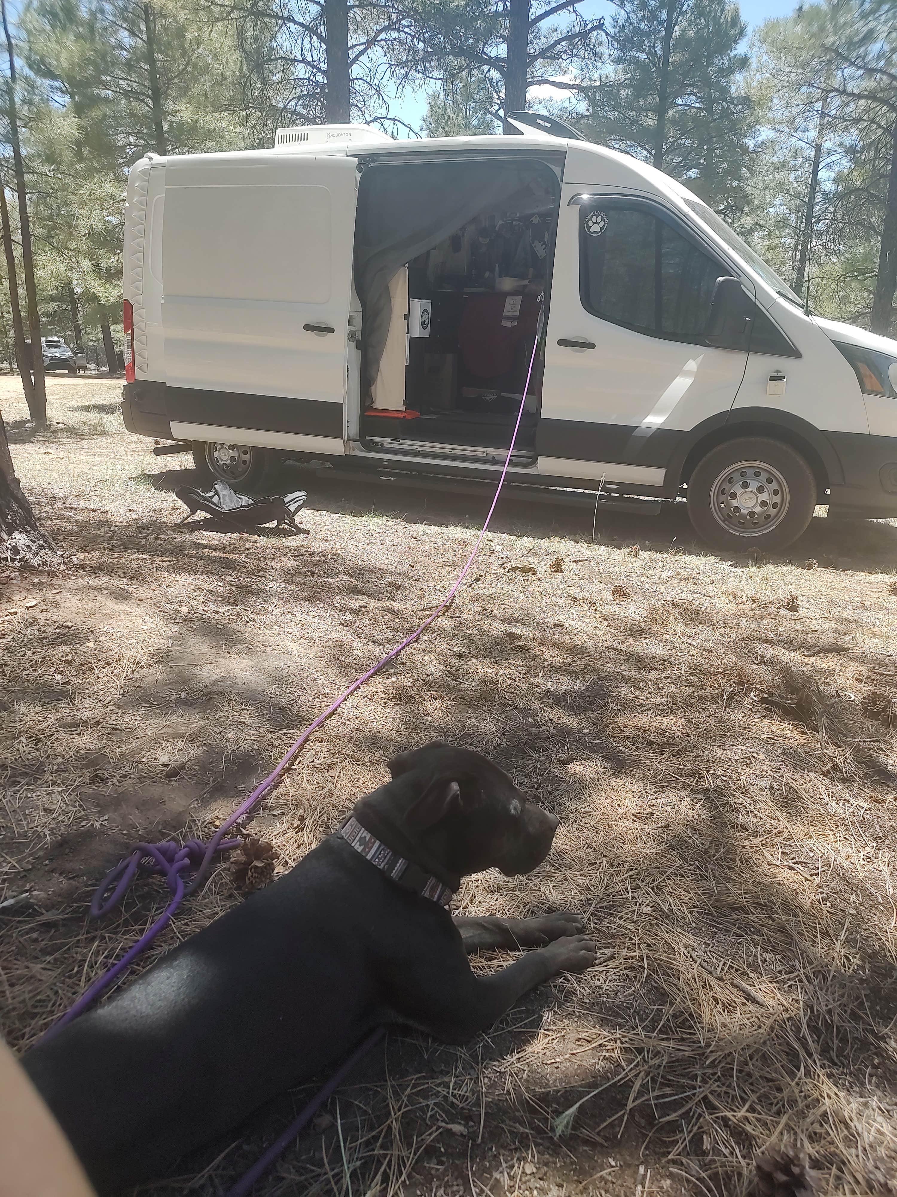 Billie F.'s photo of camping with pets at Forest Service Road 302 Dispersed near Grand Canyon National Park