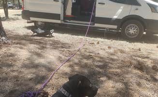 Billie F.'s photo of camping with pets at Forest Service Road 302 Dispersed near Grand Canyon National Park