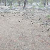 Review photo of Forest Service Road 328 Dispersed by Vidalia S., March 10, 2026