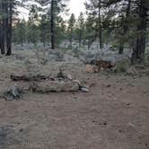 Review photo of Forest Service Road 328 Dispersed by Vidalia S., March 10, 2026