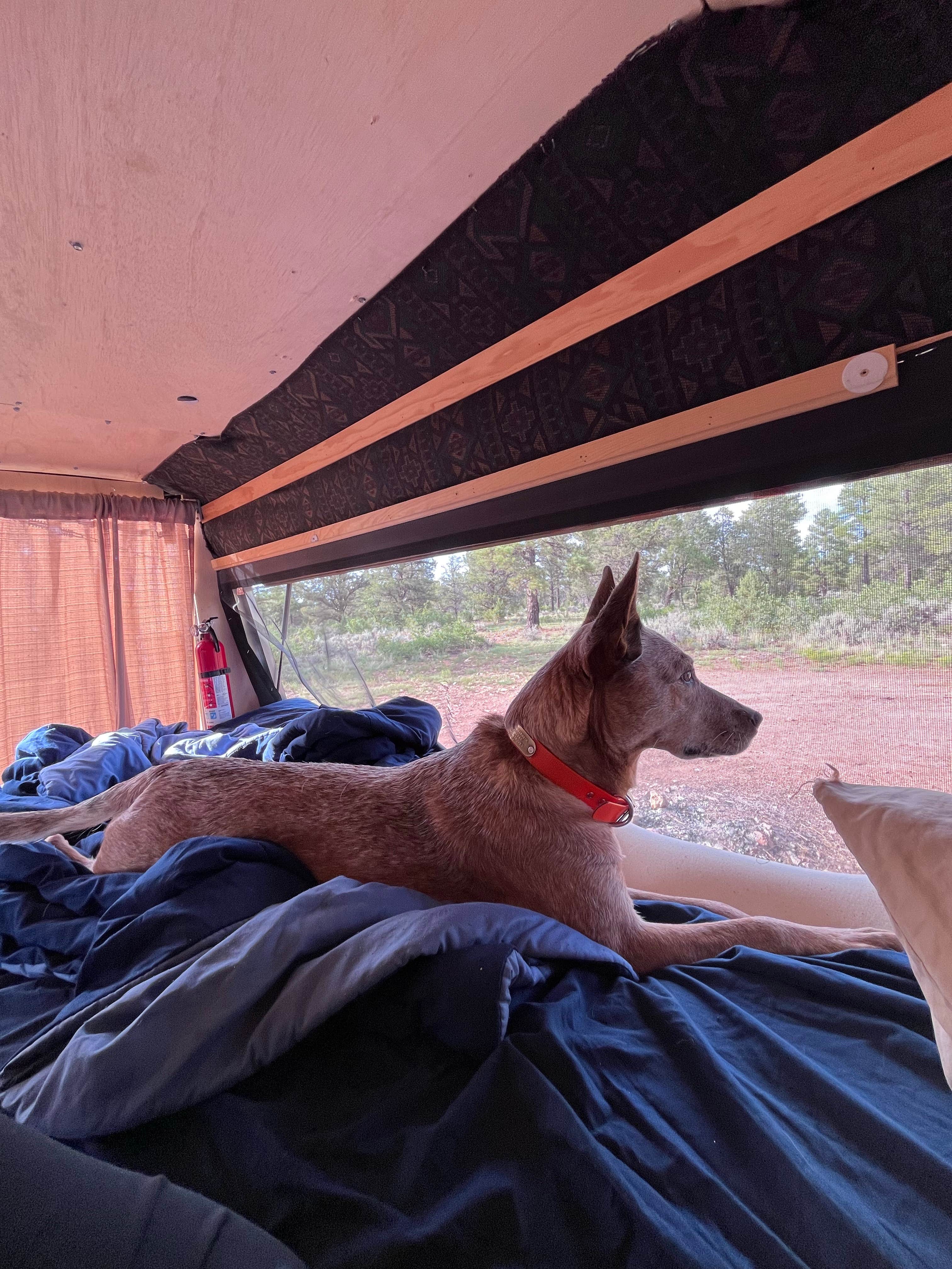 Cameron L.'s photo of camping with pets at Forest Service Road 328 Dispersed in Arizona