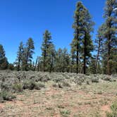 Review photo of Forest Service Road 328 Dispersed by Shelley & Derek , May 29, 2024