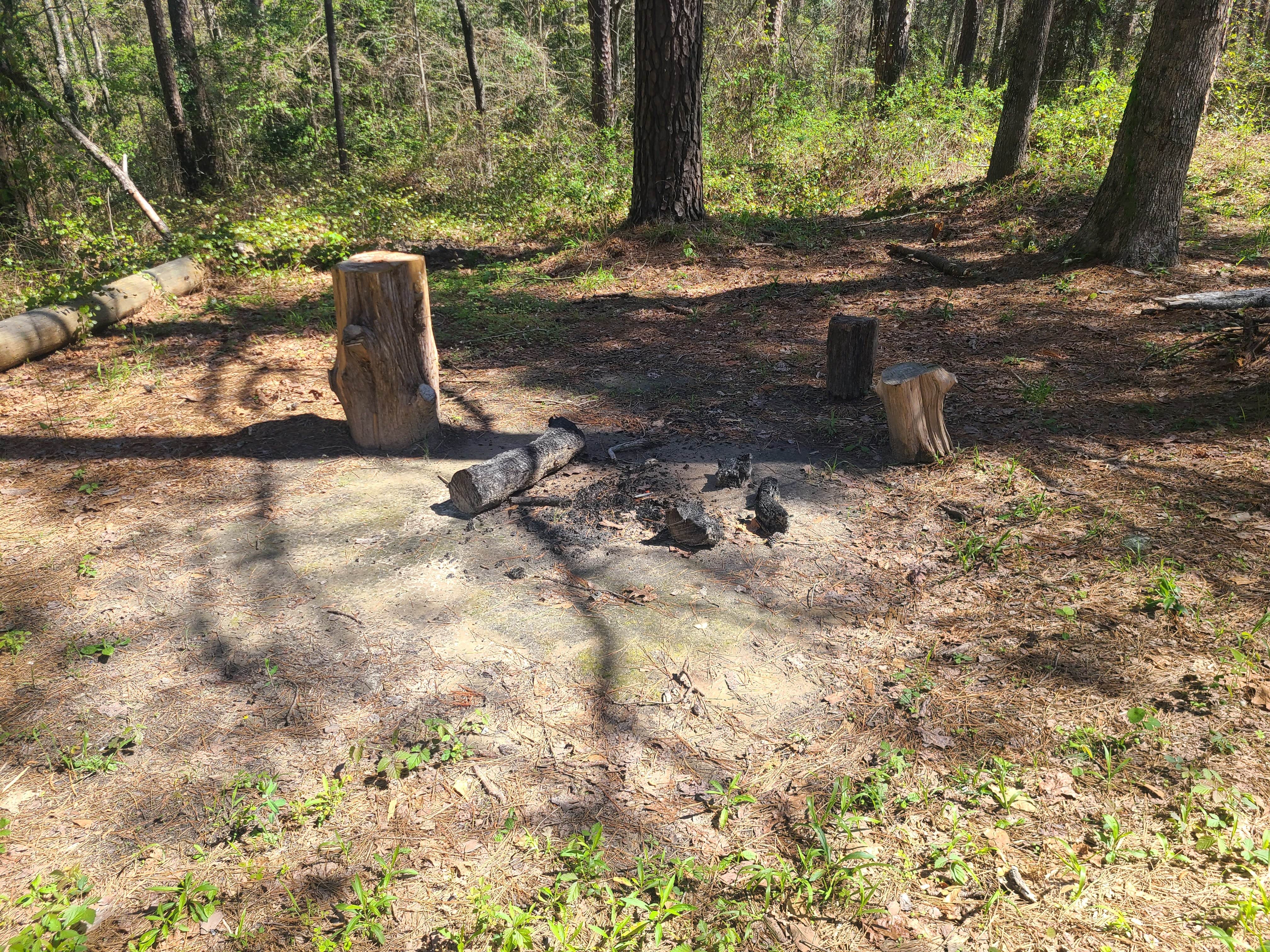 Camper-submitted photo at Forest Service Road 526 near Jackson, MS