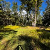 Review photo of Forestry Road Dispersed Campsite by Ian B., August 26, 2024