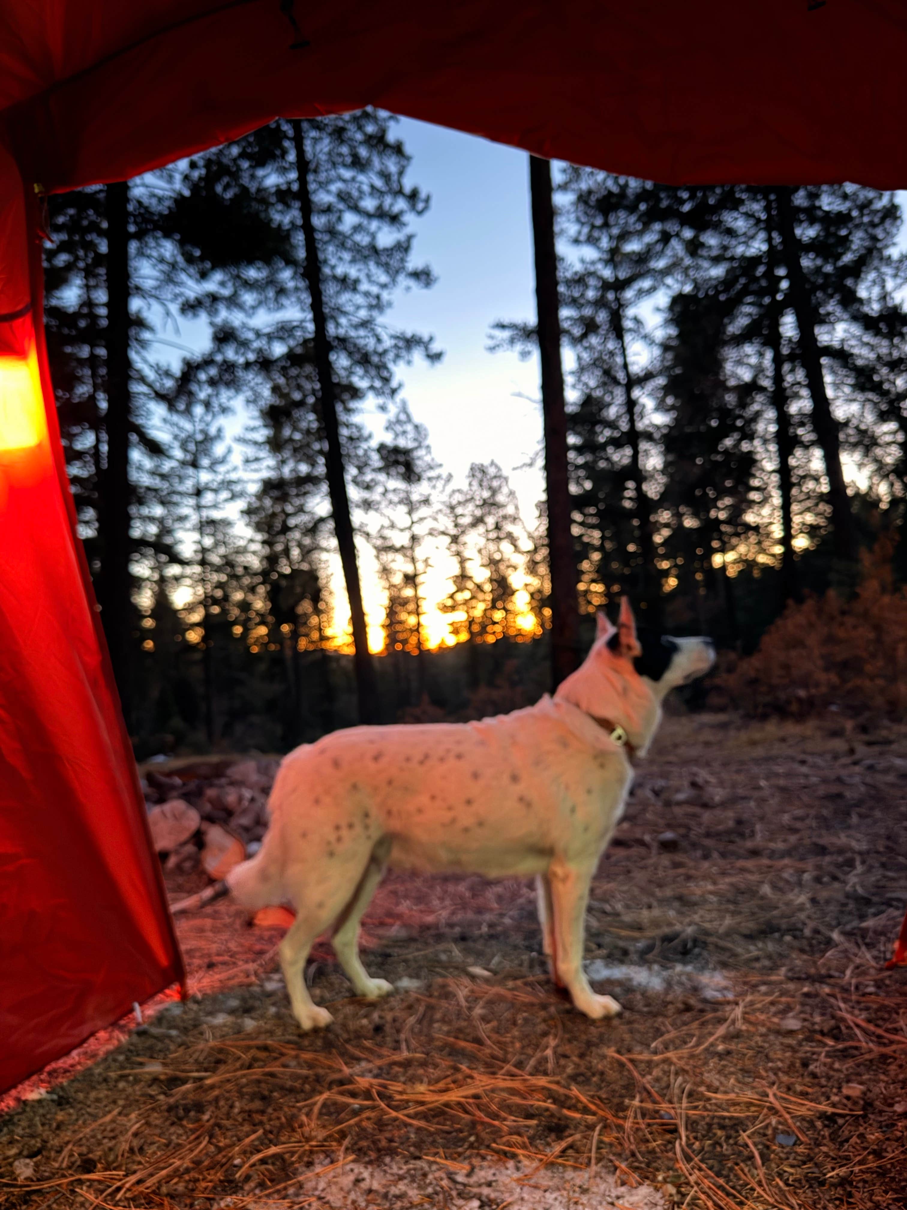 Michael C.'s photo at Forrest Rd near Lincoln National Forest