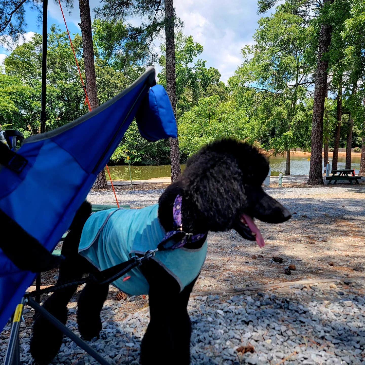 Camper-submitted photo at Forsyth KOA near Thomaston, GA