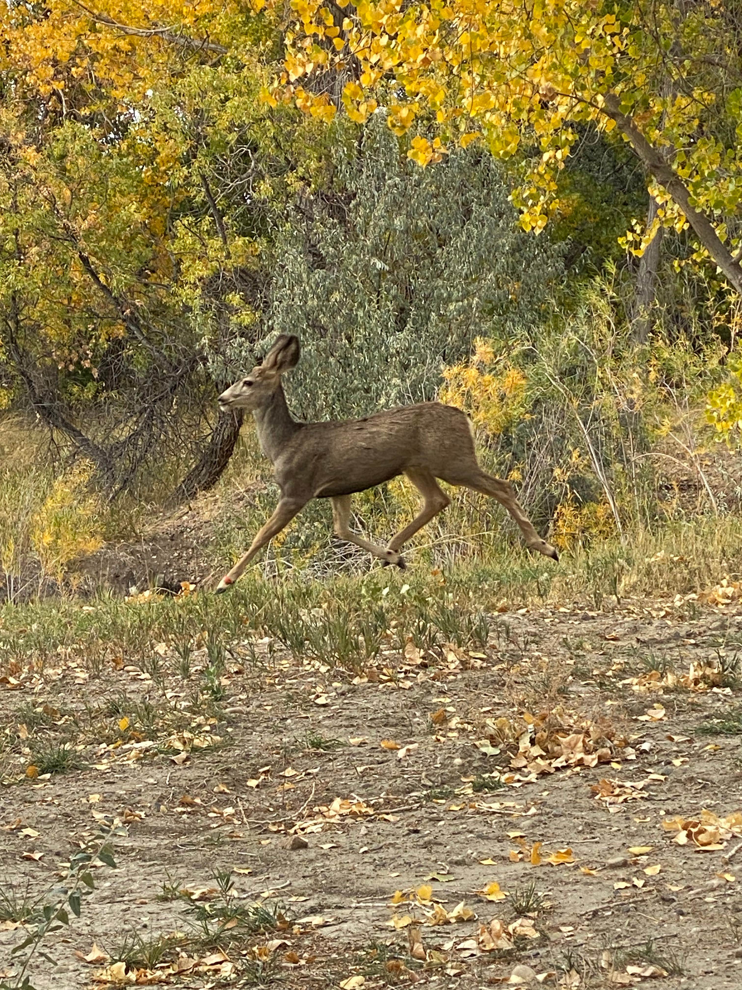 Camper submitted image from Fort Caspar Campground - 4