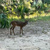 Review photo of Fort McAllister State Park Campground by Lisa M., September 21, 2025