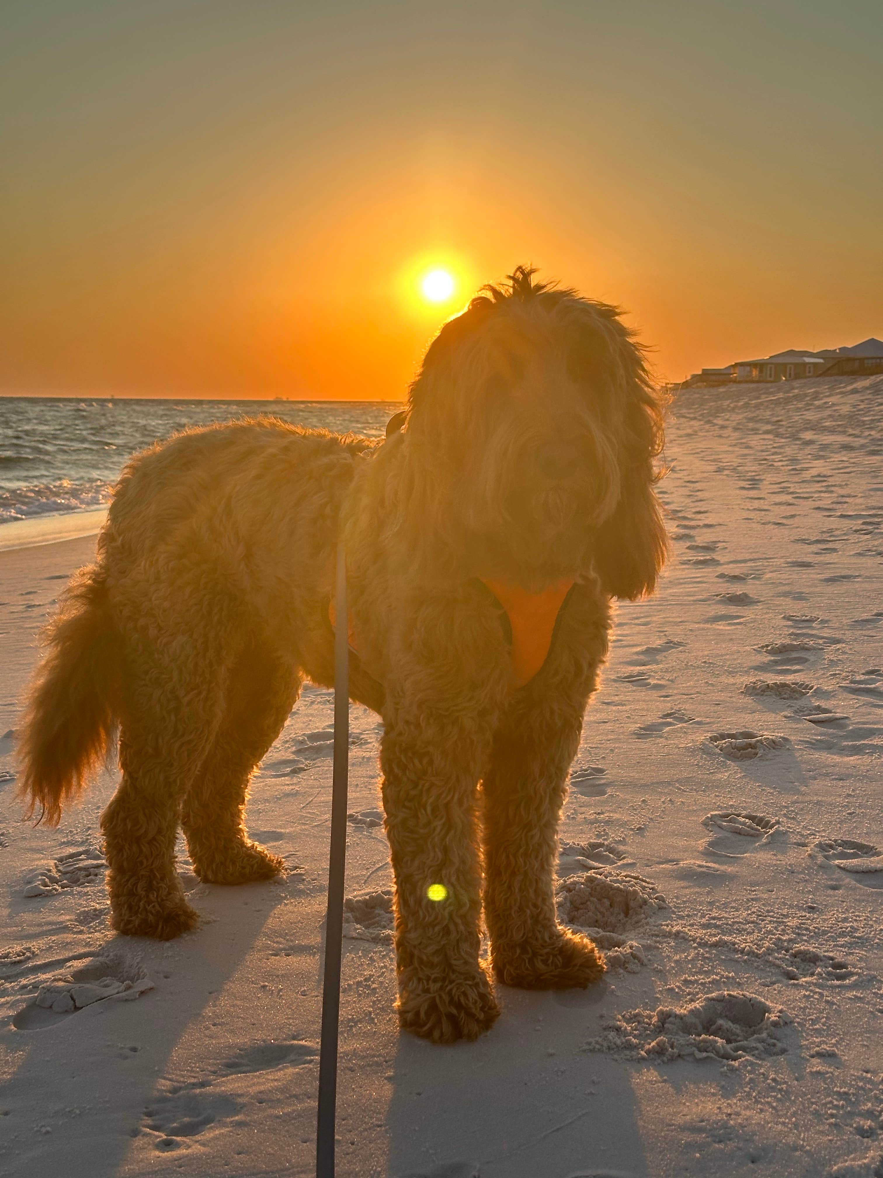 Sable A.'s photo of camping with pets at Fort Morgan RV Park near Coden, AL
