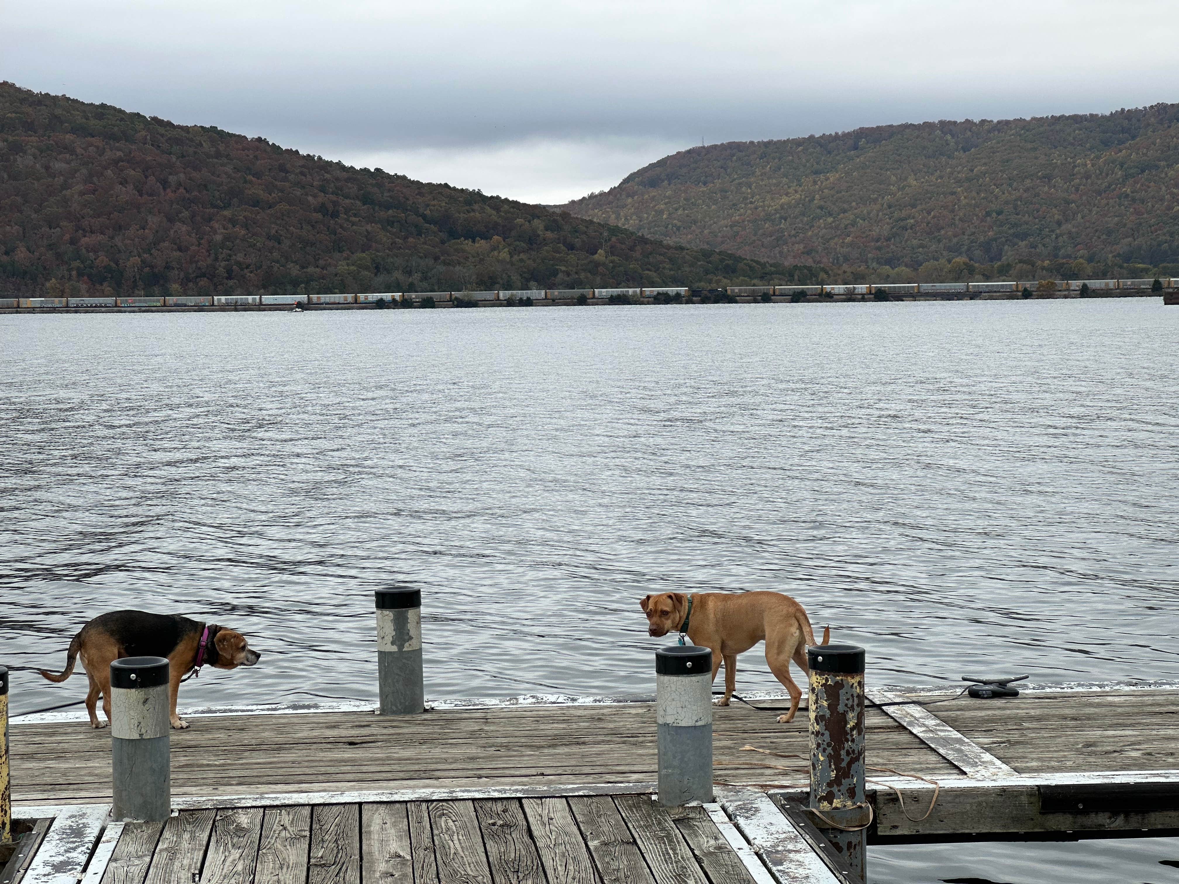 Caleb K.'s photo of camping with pets at Fort Myers-Pine Island KOA near El Jobean, FL