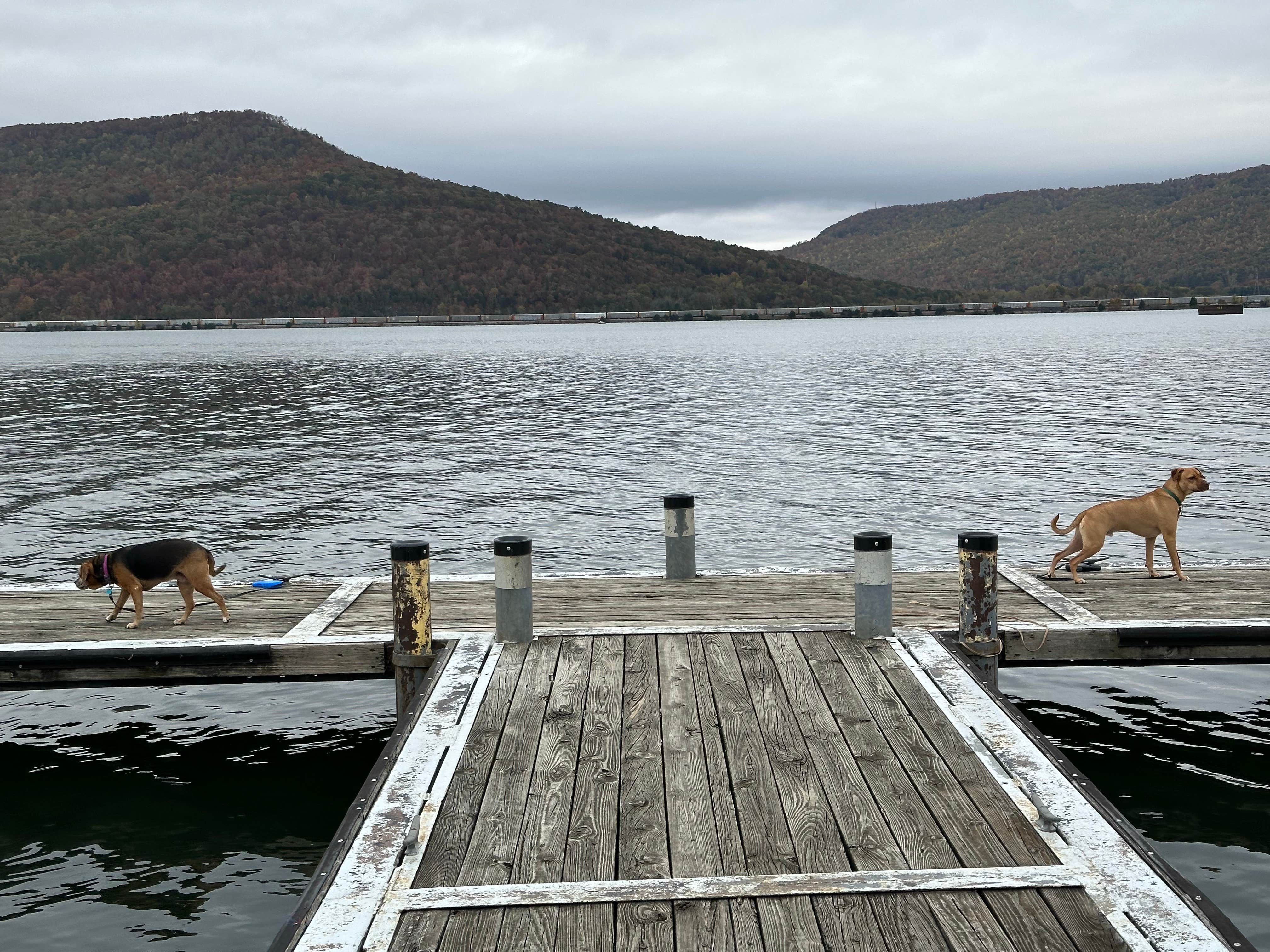 Caleb K.'s photo of camping with pets at Fort Myers-Pine Island KOA near Englewood, FL