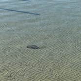 Review photo of Fort Pickens Campground — Gulf Islands National Seashore by Krystal T., December 16, 2025