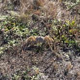 Review photo of Fort Pickens Campground — Gulf Islands National Seashore by Krystal T., December 16, 2025
