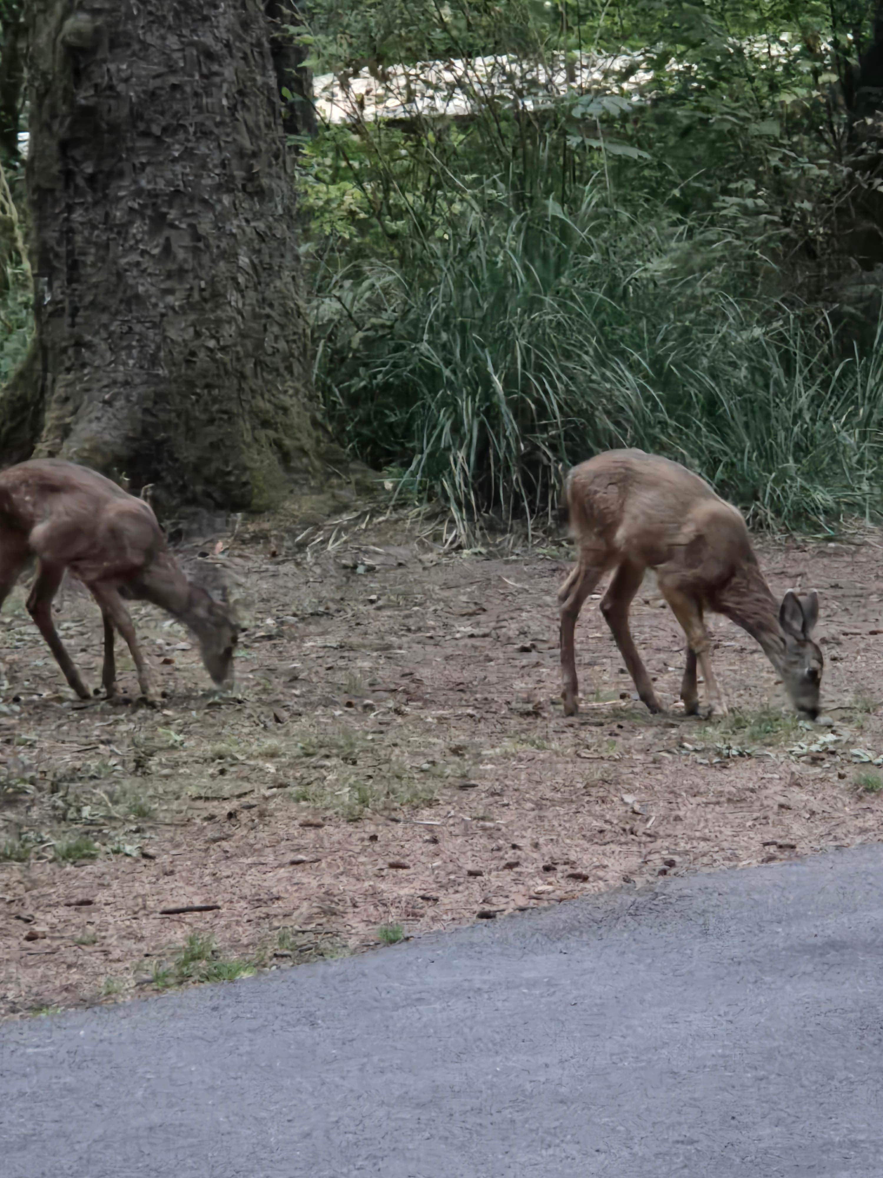 Camping near Fort Stevens State Park Campground: Fort Steven's State Park, Hammond, Oregon