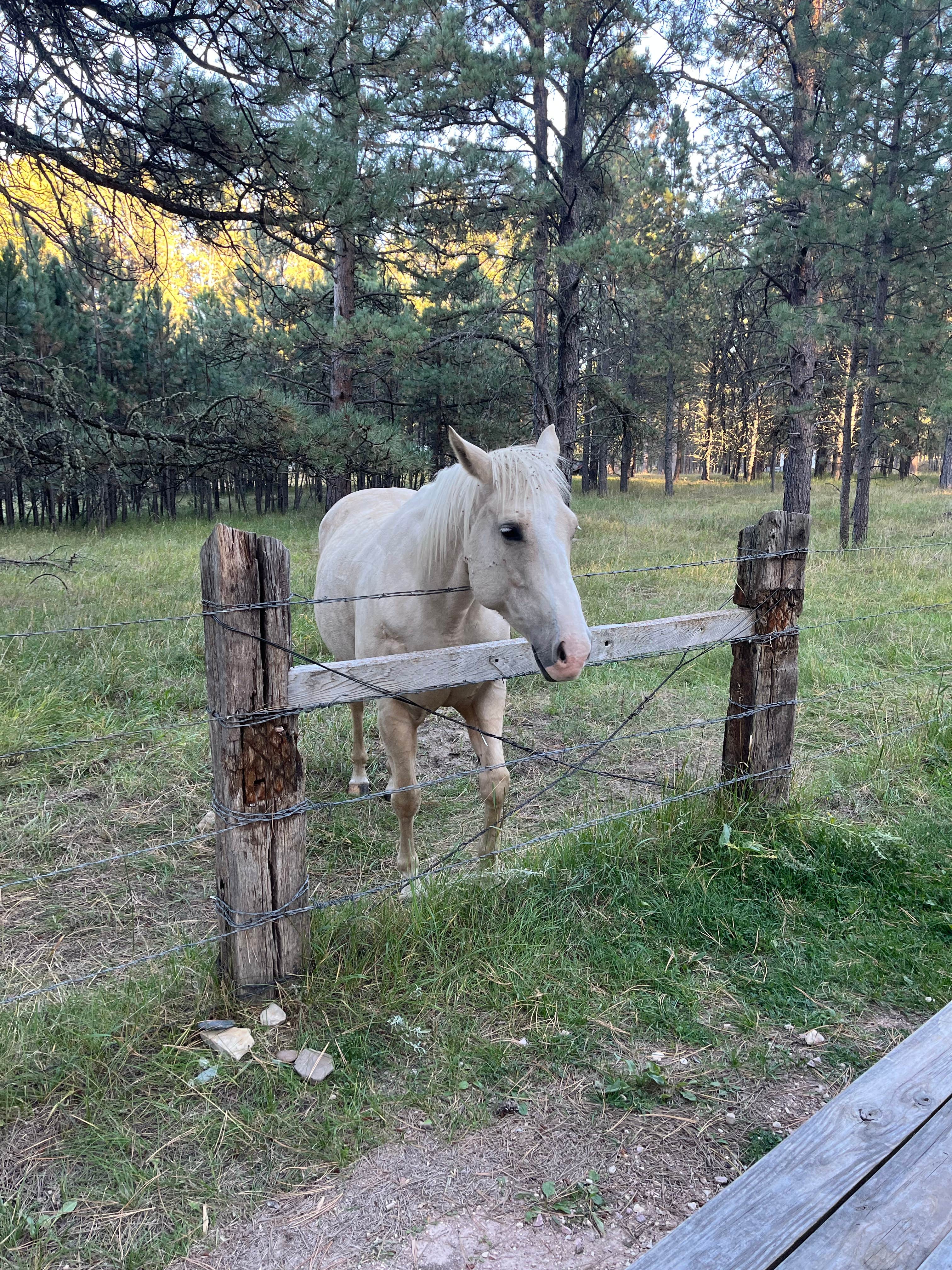 Trevor A.'s photo of camping with a horse at Fort Welikit Family Campground and RV Park near Lead, SD